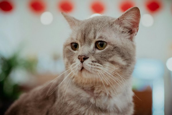 ¿Cómo puede la terapia de masajes aliviar los síntomas del síndrome de intestino irritable?