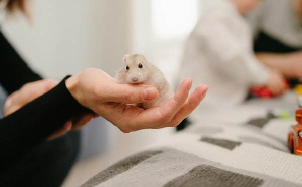 ¿Cuáles son los signos de un hámster enfermo y cómo actuar rápidamente?